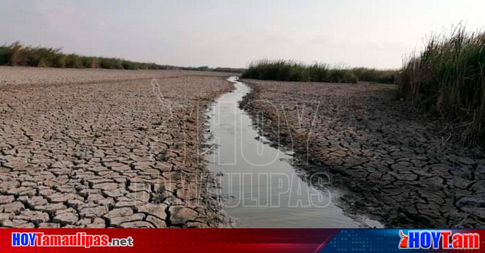 Hoy Tamaulipas Tamaulipas Ganaderos De Altamira Altamente Afectados