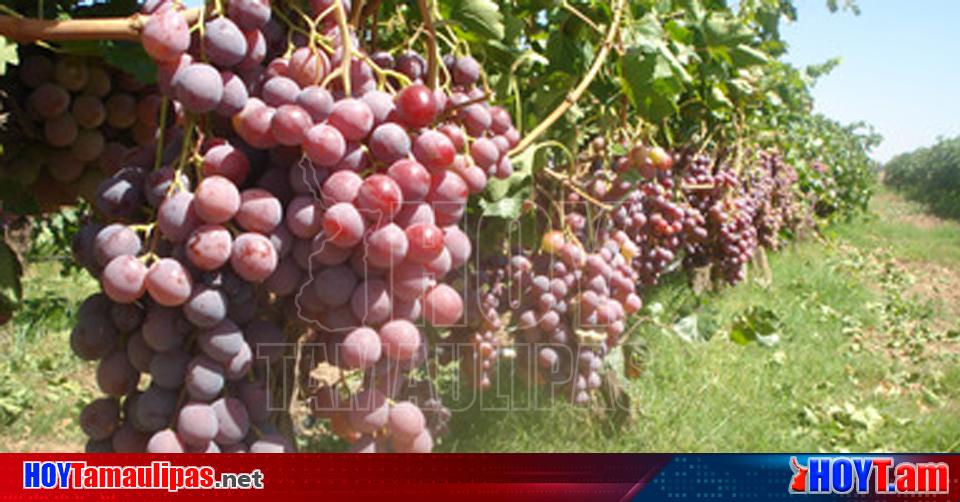 Hoy Tamaulipas Tradicion De Anio Nuevo Garantizan Abasto De Uva Para