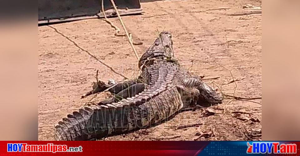 Hoy Tamaulipas Tamaulipas Cocodrilos Deambulan Por Colonia Nuevo