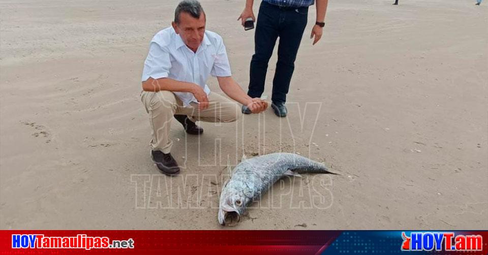 Hoy Tamaulipas Alta Mortandad De Peces En Playa Tesoro Por Marea Roja