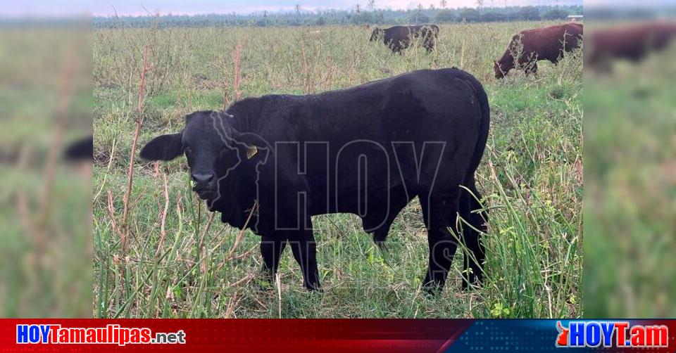 Hoy Tamaulipas Ganaderia En Colima Tendra Colima Tianguis Ganadero