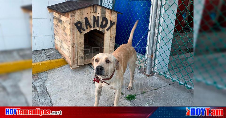 Hoy Tamaulipas Tamaulipas Buscan A Randy Perrito Que Evito Un Asalto