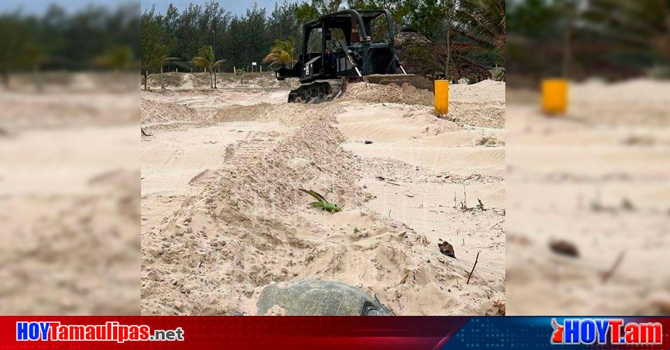 Hoy Tamaulipas Tamaulipas Tortugas Lora Desovan Entre Maquinaria