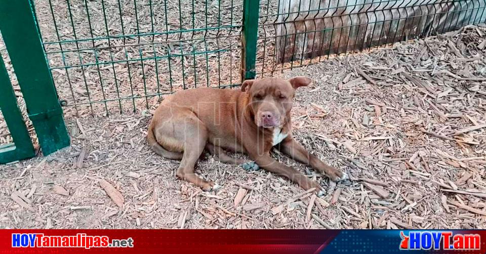 Hoy Tamaulipas Tamaulipas Construiran Un Hospital Veterinario En