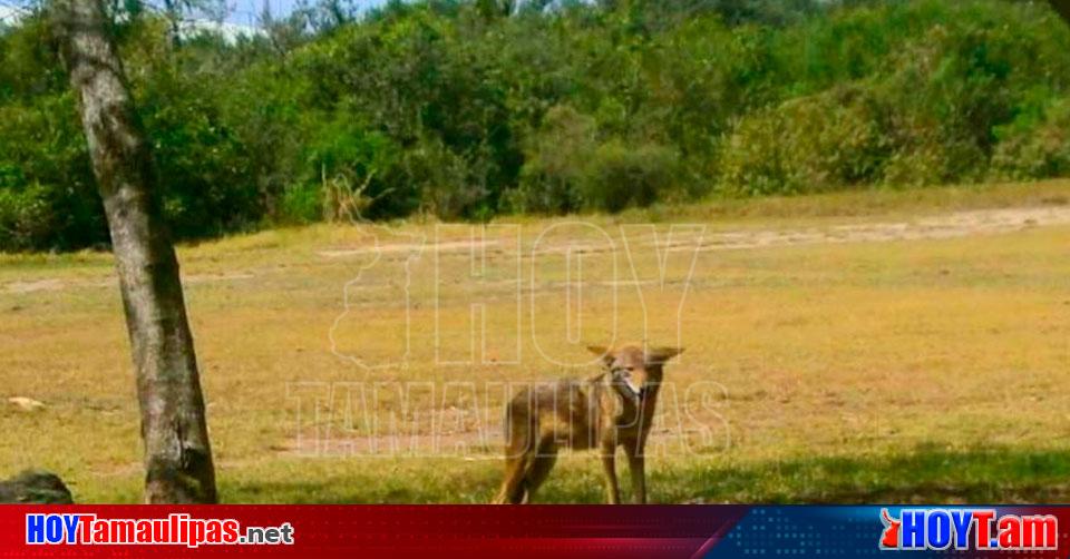 Hoy Tamaulipas Tamaulipas Llama Gobierno De Tampico A Cuidar Fauna