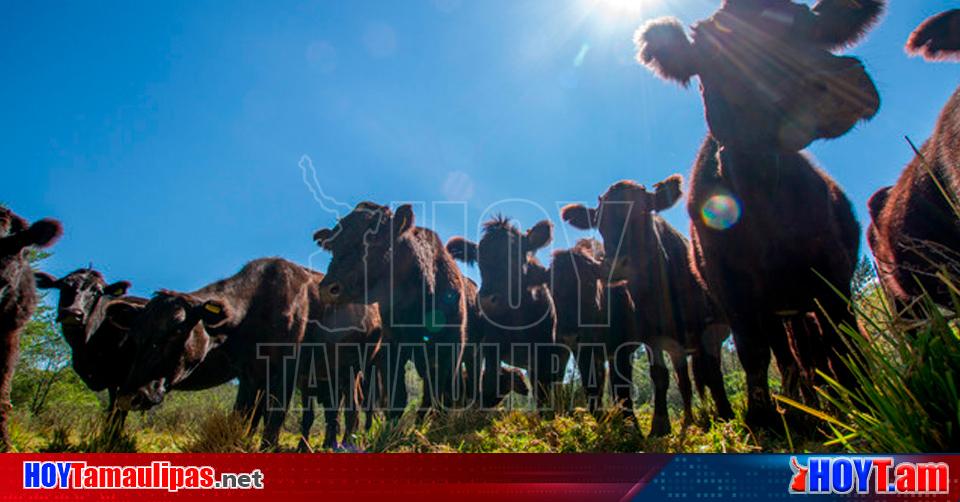 Hoy Tamaulipas Ganaderia En Tamaulipas Fortifica Tamaulipas Limites