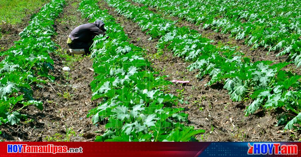 Hoy Tamaulipas Productores En Tamaulipas En Riesgo Zona De Temporal