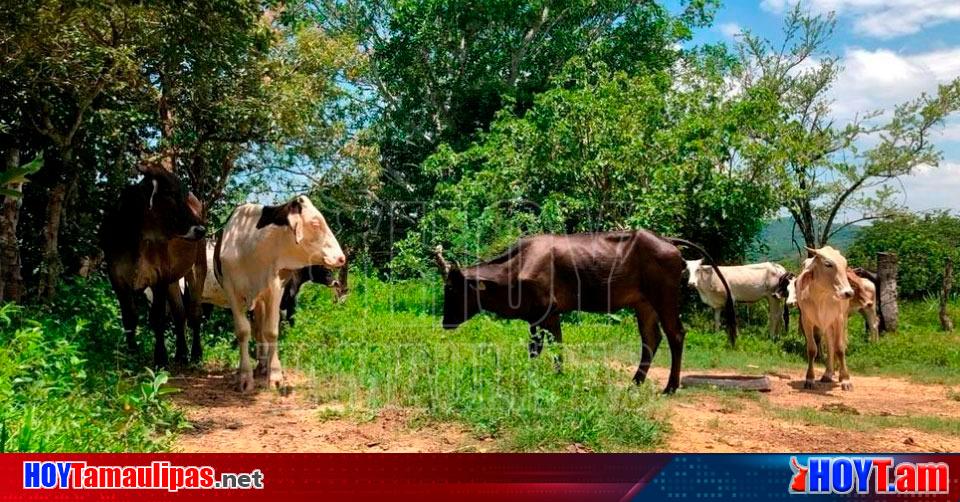 Hoy Tamaulipas Muerto En Tamaulipas Abuelito De Anios Murio