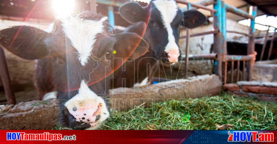 Hoy Tamaulipas Ganaderos De Tamaulipas Recibieron Mdp En Apoyos