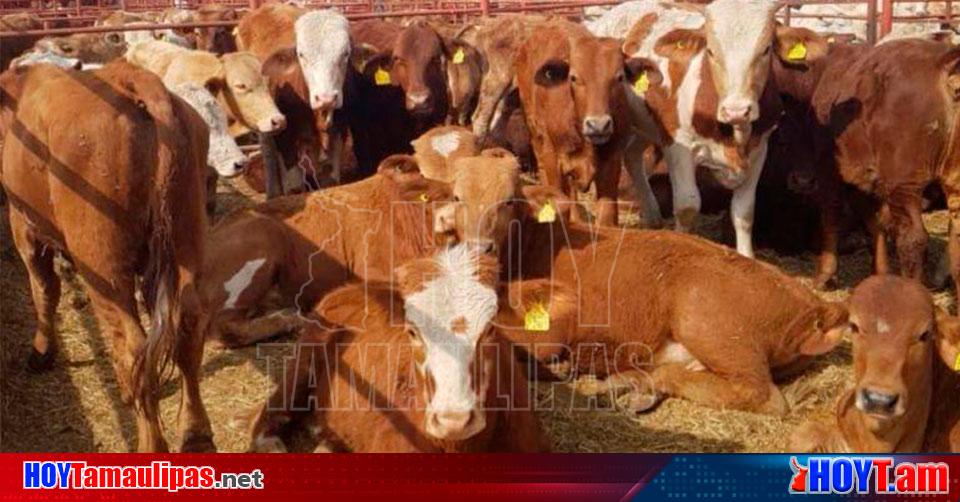 Hoy Tamaulipas Ganaderia En Tamaulipas Mejoramiento Genetico Impulsa