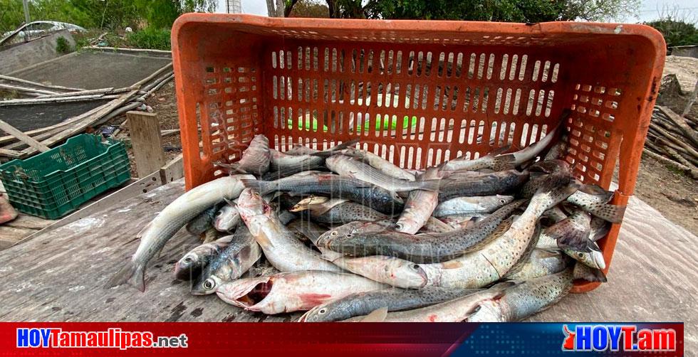 Hoy Tamaulipas Tamaulipas Pescadores De San Fernando Solo Subsisten