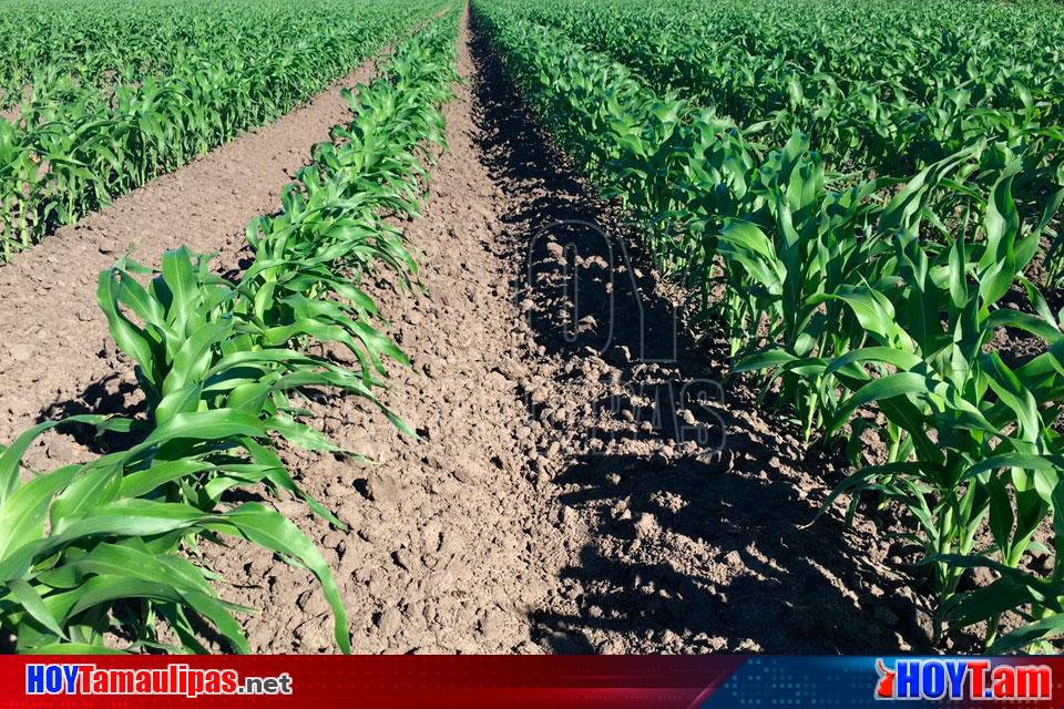 Hoy Tamaulipas Estiman Bajos Rendimientos De Sorgo En Matamoros