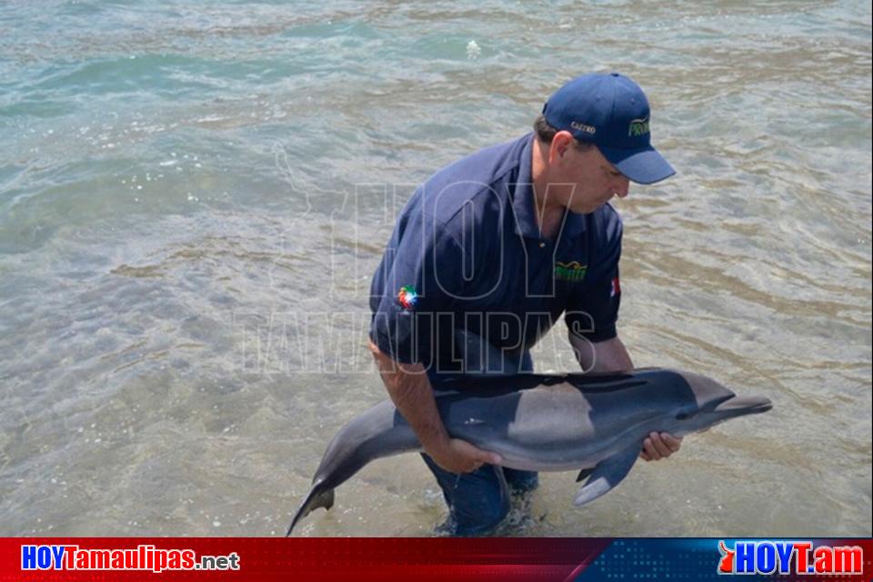 Hoy Tamaulipas Especialistas Senialan Que Se Recupera Delfin Varado