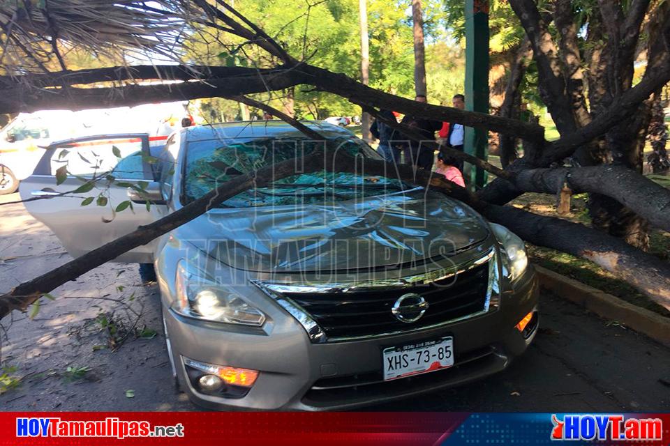 Hoy Tamaulipas Cae Arbol Sobre Vehiculo En Ciudad Victoria Dos Lesionadas