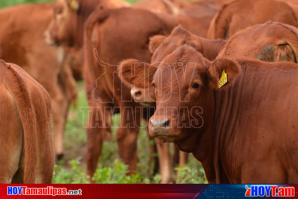 Hoy Tamaulipas En Aumento La Exportacion De Ganado De Tamaulipas A