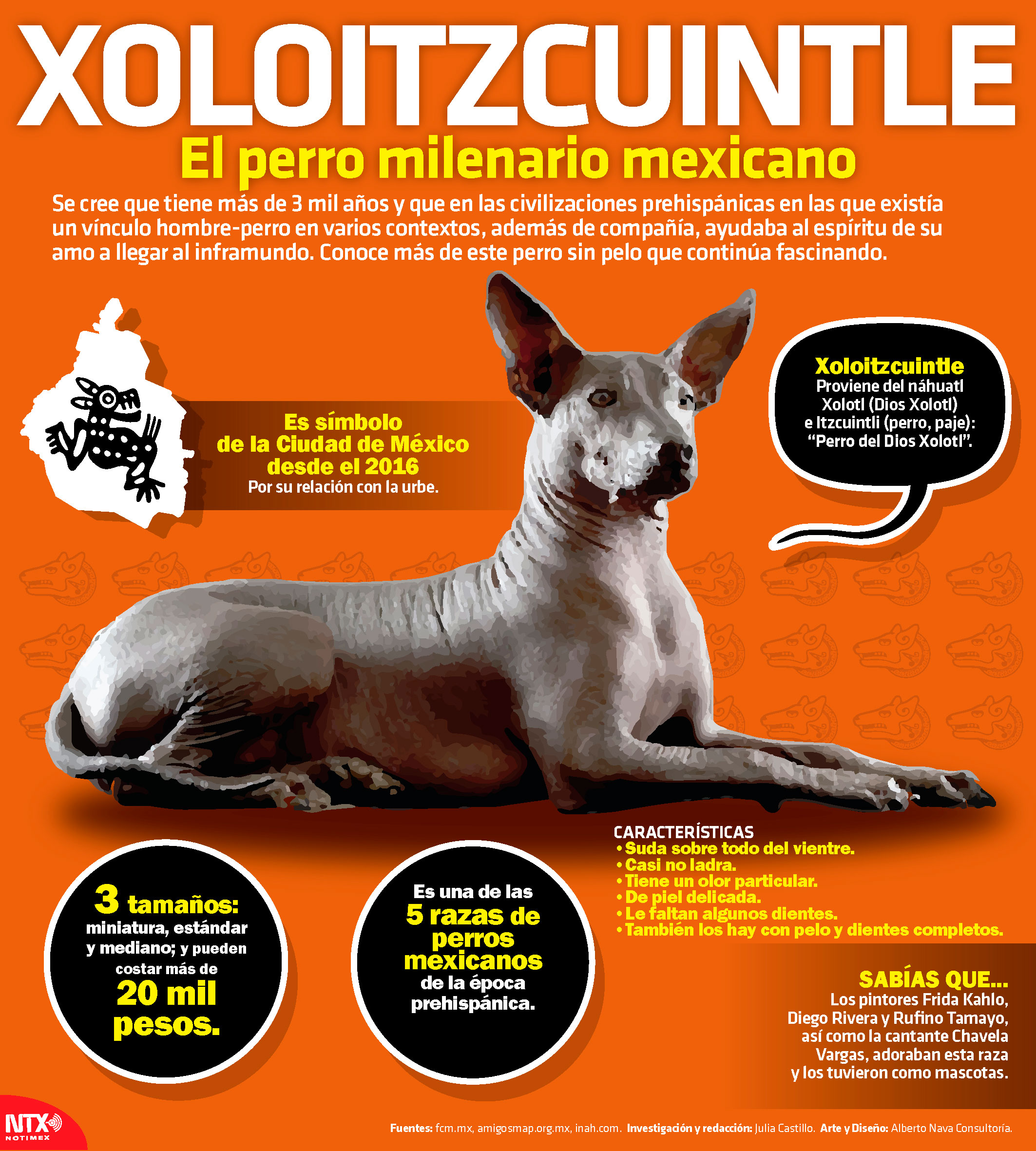 Hoy Tamaulipas - Infografía: Xoloitzcuintle