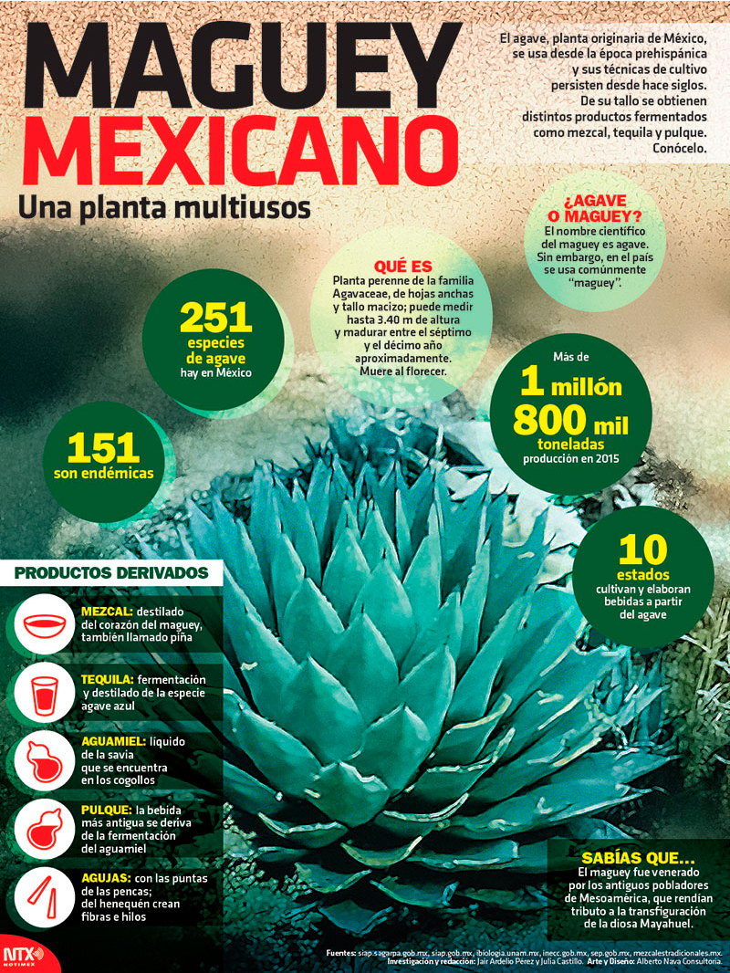 Hoy Tamaulipas Infografía Maguey mexicano