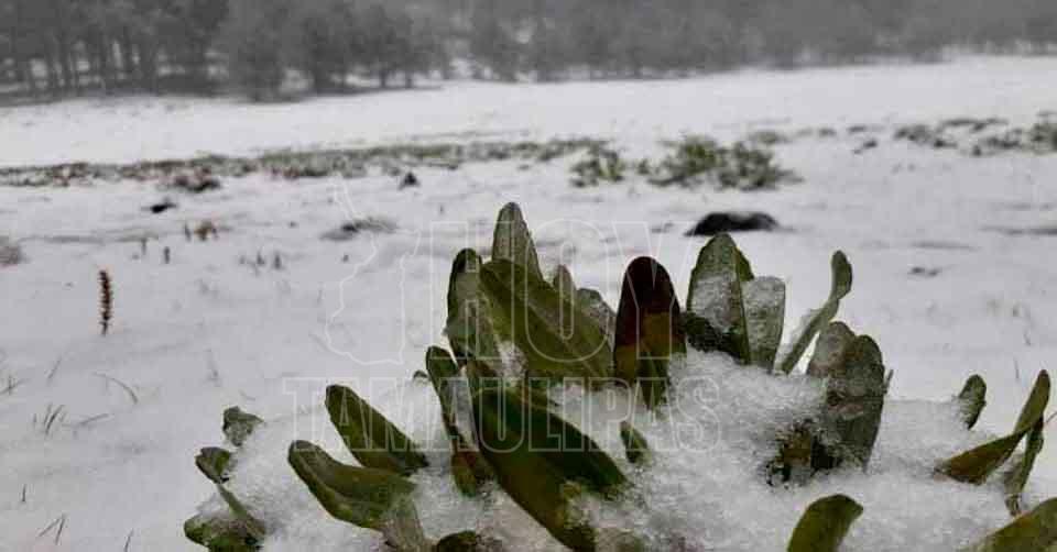 Hoy Tamaulipas El Clima En Tamaulipas Se Esperan Heladas Para El Fin