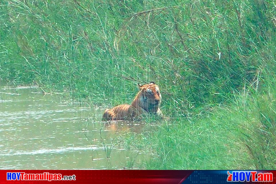 Hoy Tamaulipas - Difunden fotografia de un tigre presuntamente en el rio  Bravo