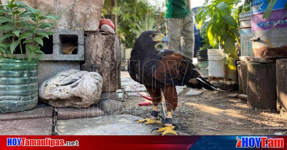 Hoy Tamaulipas - Aguila lastimada cae en una vivienda y ataca a gallinas en  Ciudad Victoria