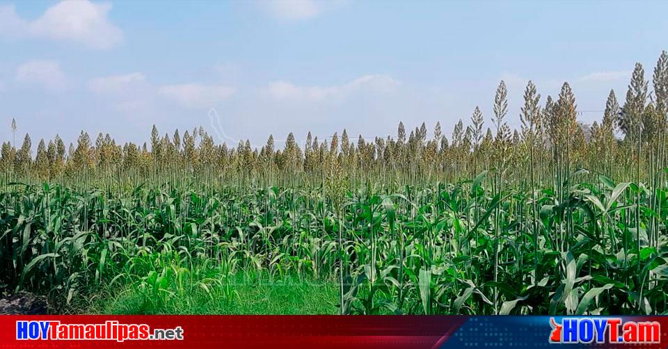 Hoy Tamaulipas Tamaulipas Lluvias Salvarian Siembra De 28 Mil Hectareas De Sorgo En Altamira