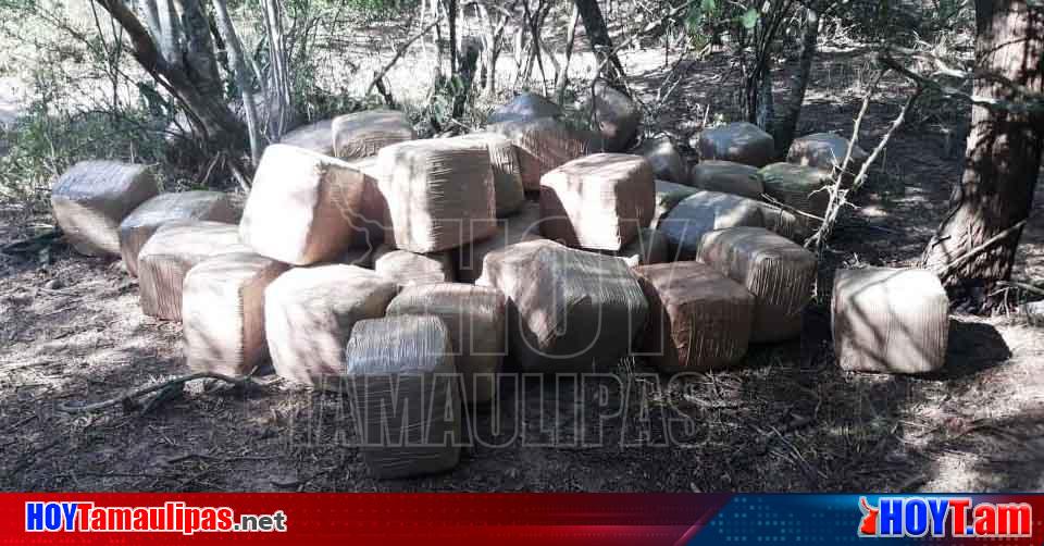 Hoy Tamaulipas Tamaulipas Aseguran Policias 235 Kilos De Marihuana En