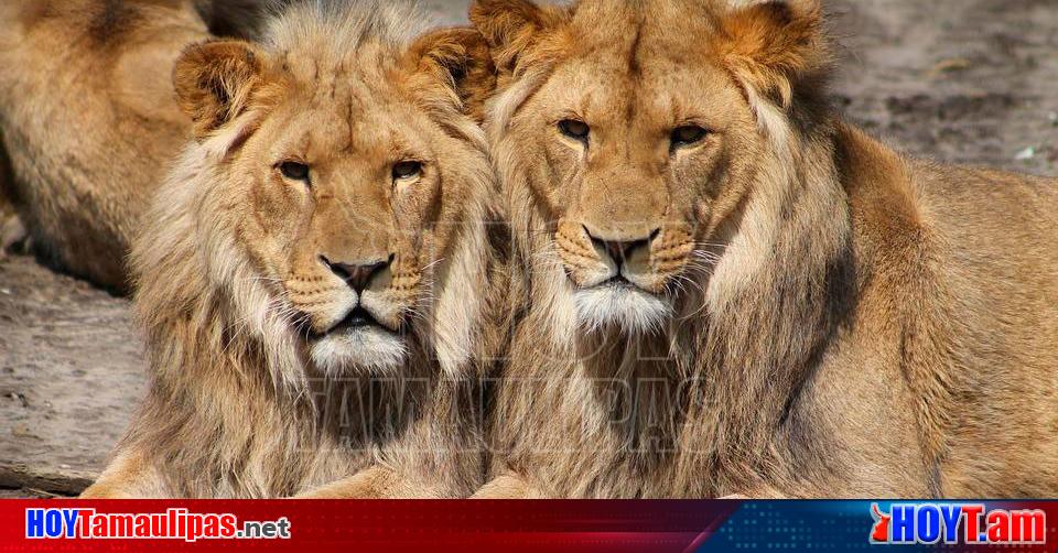 Alerta en Estado de Mexico escaparon cuatro leones de un criadero - Hoy  Tamaulipas
