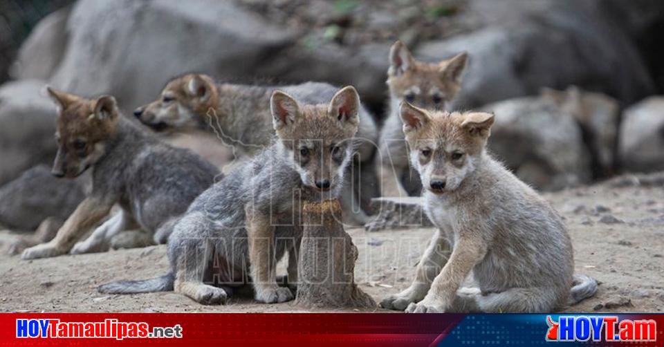 Nacional Buscan nombres para 5 lobos mexicanos nacidos en el Zoologico de  Chapultepec - Hoy Tamaulipas