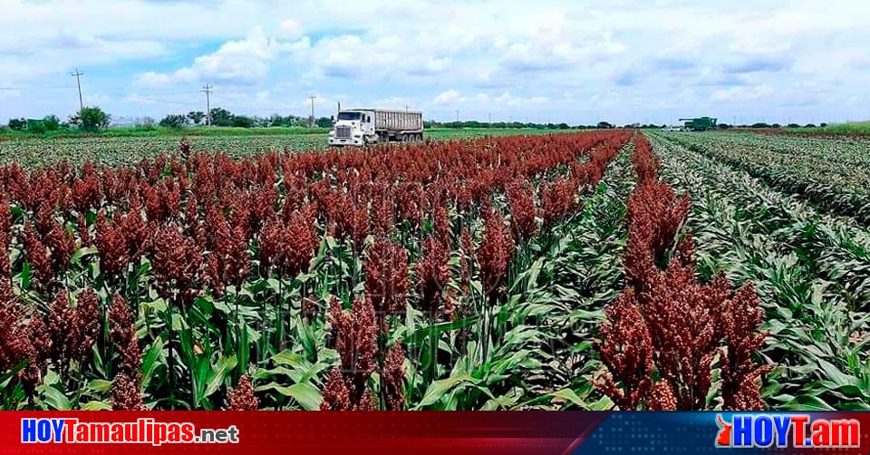 Hoy Tamaulipas Cae el precio por tonelada de en Tamaulipas mas