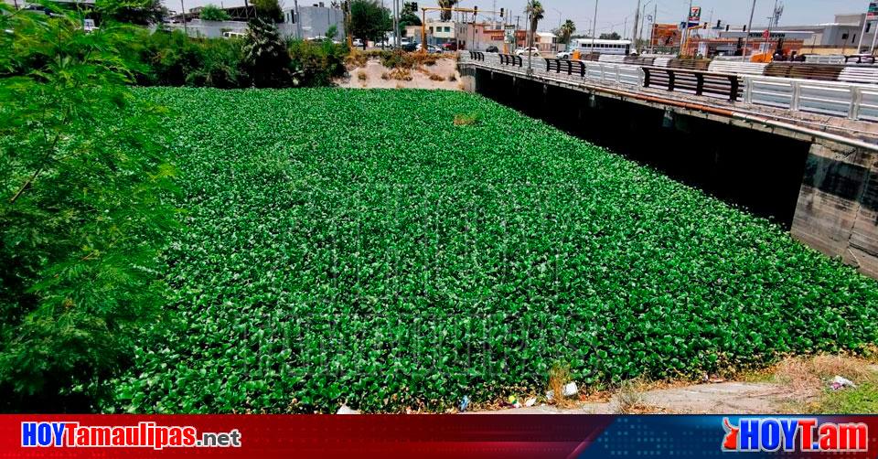 Hoy Tamaulipas - Tamaulipas Invade lirio acuatico canal Anzalduas de Reynosa