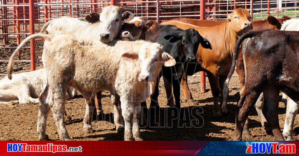 Hoy Tamaulipas Tamaulipas Incrementa Exportacion De Becerros De