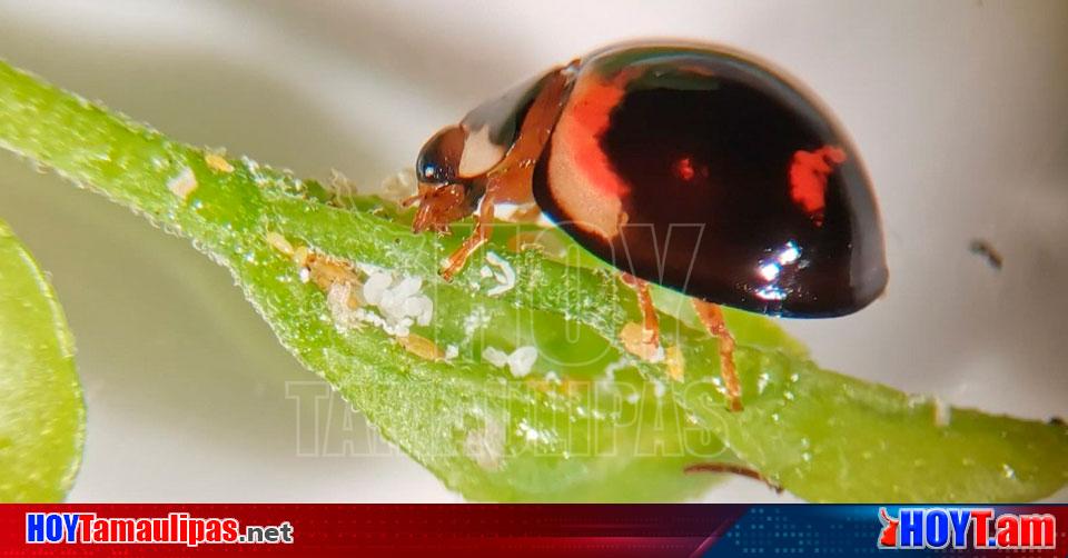 Hoy Tamaulipas Agricultura En Mexico Utiliza Agricultura Catarinas Para Combatir Insectos