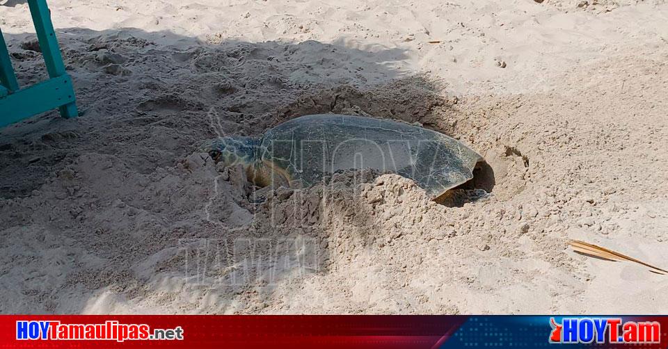 Hoy Tamaulipas - Tamaulipas Tortugas llegan a desovar a la Playa Miramar