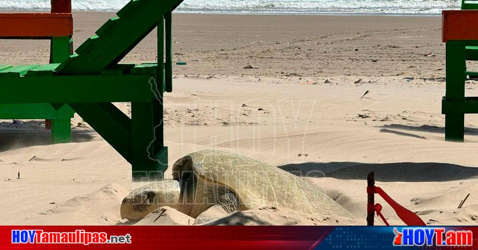 Hoy Tamaulipas - Tamaulipas Se registra arribo de tortugas lora a Playa ...