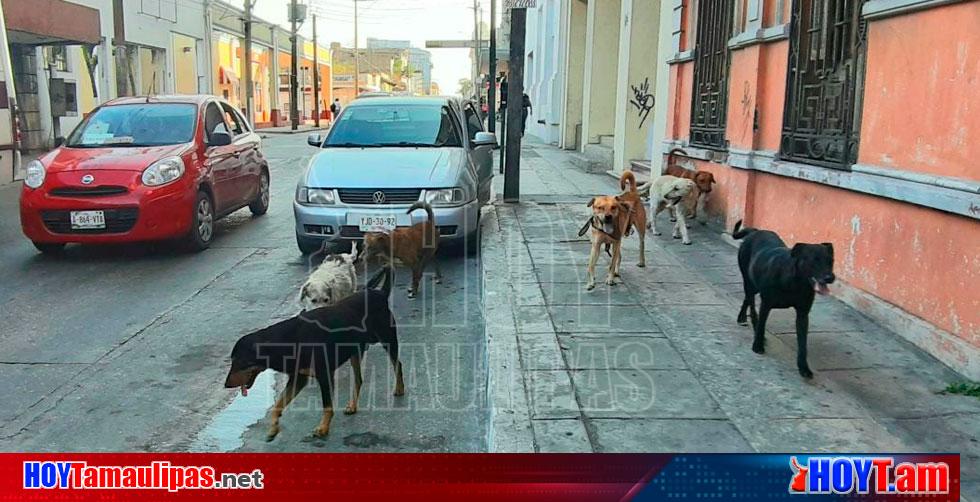 Hoy Tamaulipas Llaman En Tampico A Las Familias A No Tratar A Las Mascotas Como Juguetes