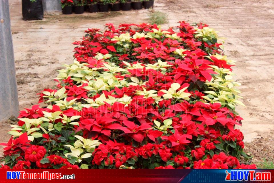 Flor de Nochebuena procedente del Estado de Mexico invade el norte - Hoy  Tamaulipas