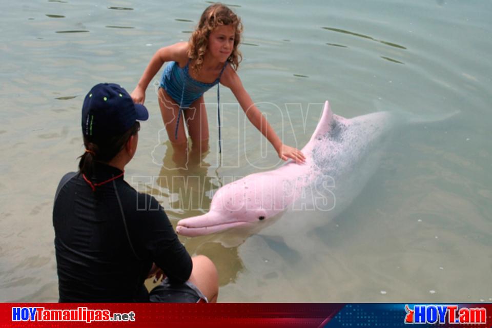 delfines rosados bebes