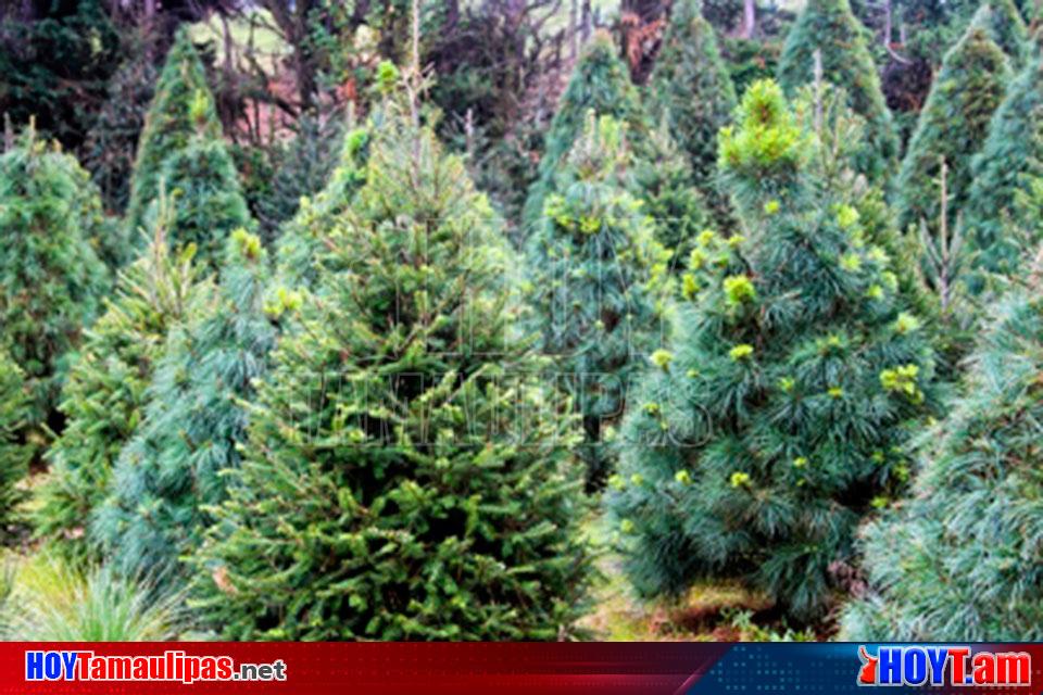 Hoy Tamaulipas - Arboles de Navidad opcion sustentable de produccion  forestal en Mexico