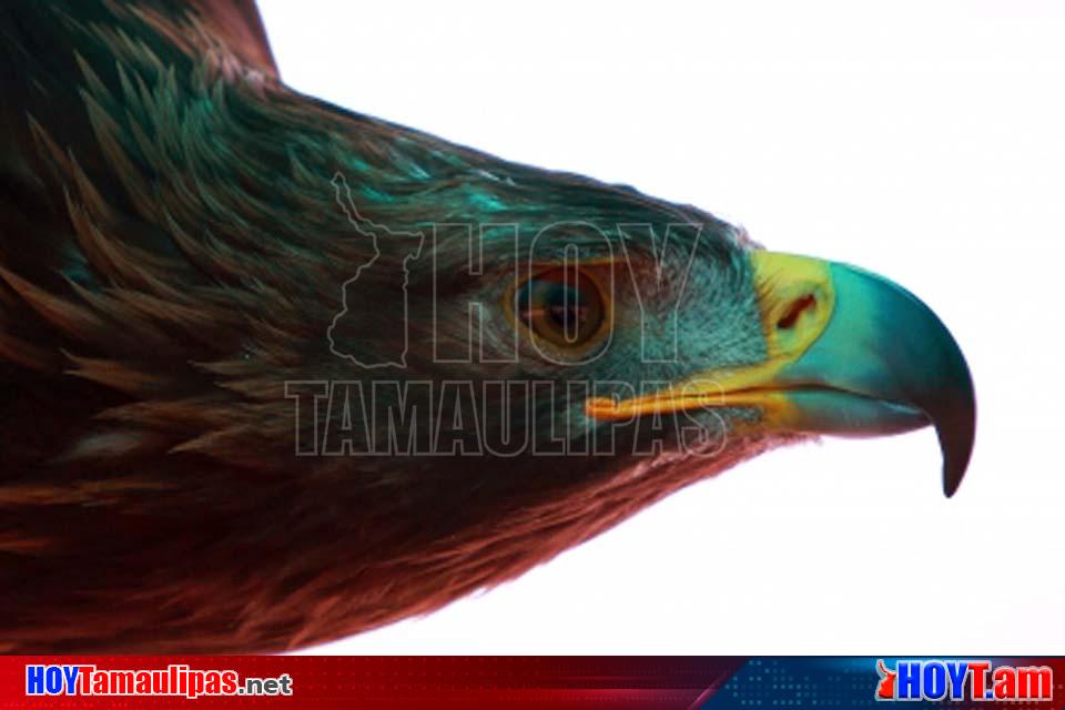 Hoy Tamaulipas - En peligro de extincion el aguila real simbolo de la  mexicanidad