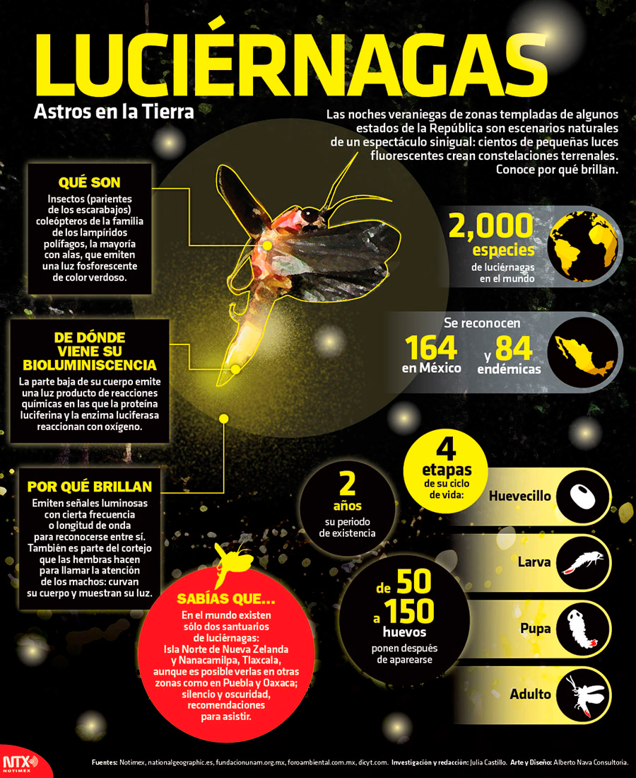 Lucirnagas, astros en la Tierra 