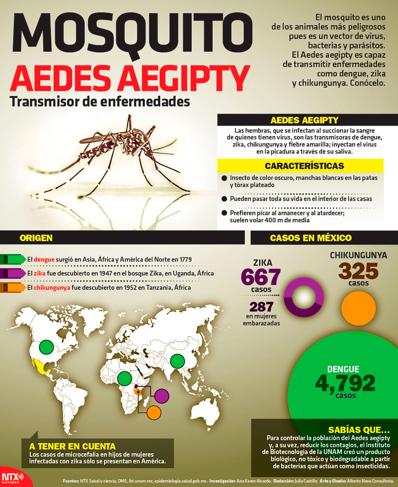 Mosquito Aedes aegipty transmisor de enfermedades 