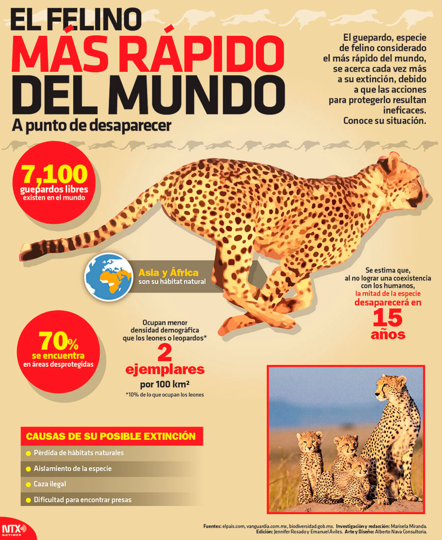 Hoy Tamaulipas - Infografía: El felino más rápido del mundo a punto de  desaparecer