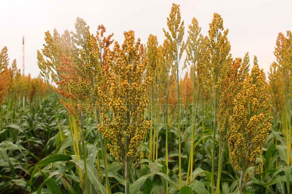 Hoy Tamaulipas Excelente Rendimiento De Sorgo En Matamoros