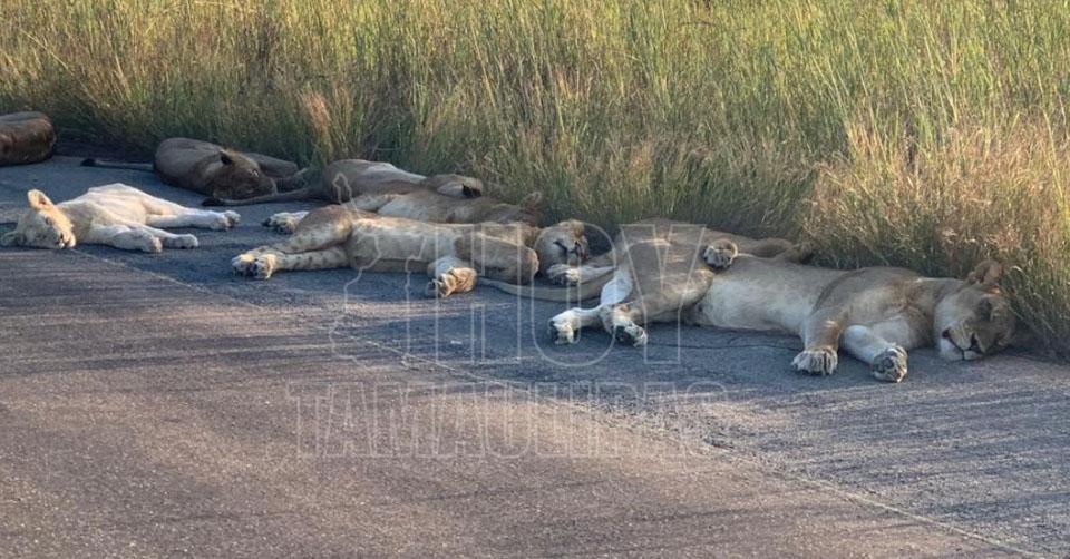 Hoy Tamaulipas - A falta de turistas leones duermen en carreteras de  Sudafrica