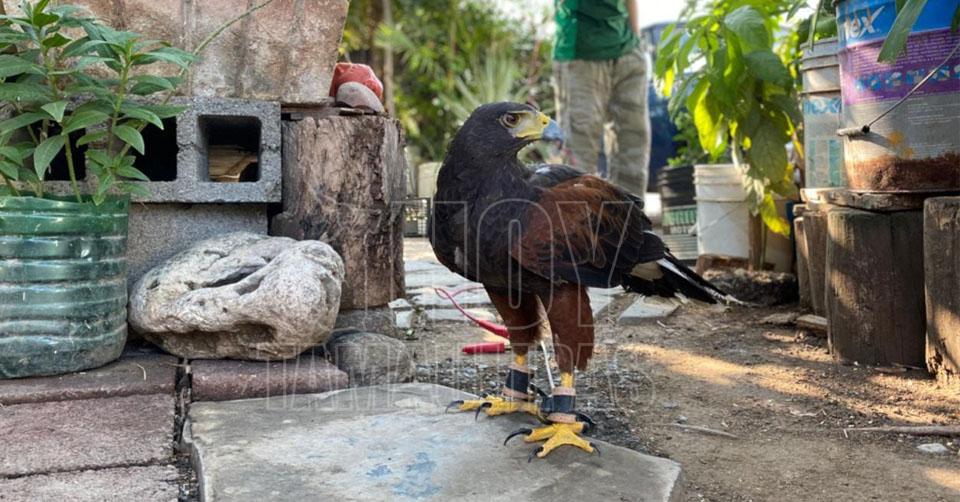 Hoy Tamaulipas - Aguila lastimada cae en una vivienda y ataca a gallinas en  Ciudad Victoria