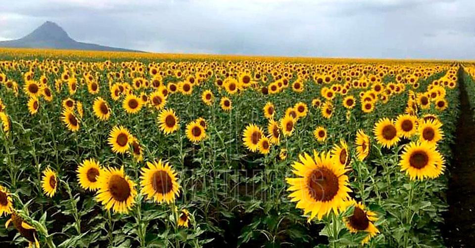 Hoy Tamaulipas - Tamaulipas Girasoles son un atractivo ...