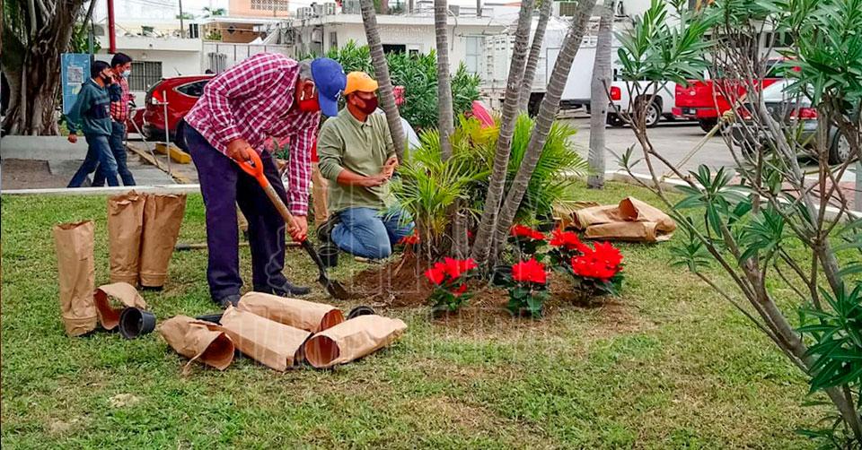 Hoy Tamaulipas - Tamaulipas Adornan con nochebuenas camellones de Ciudad  Madero