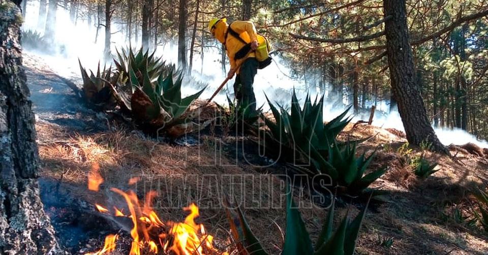 Hoy Tamaulipas   Tamaulipas Tiene Tamaulipas Cuatro Incendios