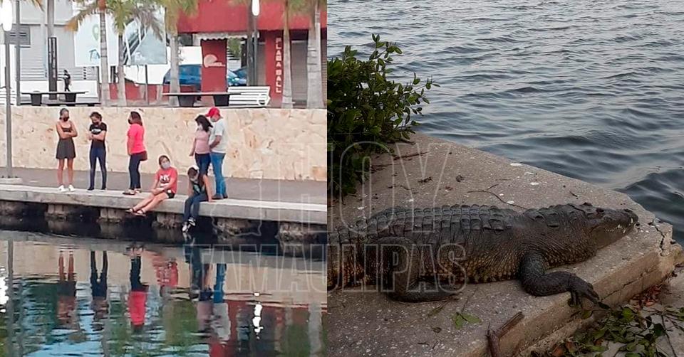 Hoy Tamaulipas - Tamaulipas Seguridad Â“Actuo por instintoÂ” Exigen liberen  al cocodrilo que mato a una mujer en Tampico