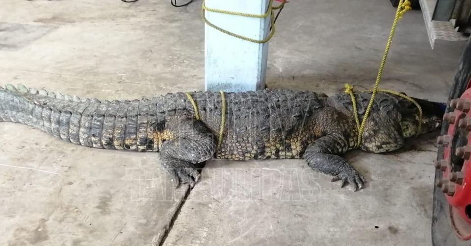 Hoy Tamaulipas - Amenazan en redes con matar a cocodrilos en Tampico